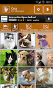Imagen WhatsApp Cats 1