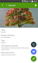 Bonsai Collection Gratis - Imagen 3