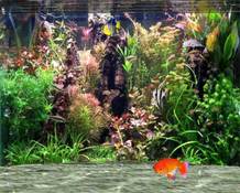 Image Fantastic 3D Fish Aquarium Screen Saver 2.5