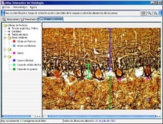 Image Atlas Interactivo de Histología 0.6