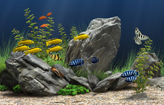 Imagen Dream Aquarium 3D Screensaver 