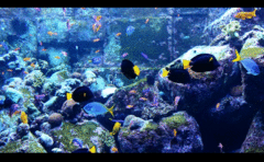 Imagen Virtual Aquarium Screensaver 1.3 beta9