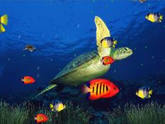 Imagen Marine Life 3D Screensaver 1.0