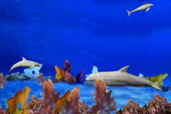 Imagen Dolphin Reef Screensaver 2.0