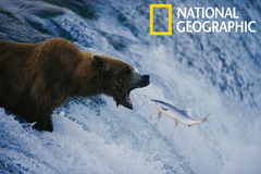 Imagen National Geographic: Best of Photo of the Day Screensaver 