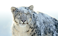 Imagen Mac OS X Snow Leopard Wallpapers 