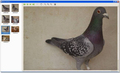 Pigeon Planner - Imagen 3