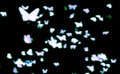 Phantom Butterflies - Imagen 3