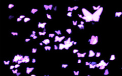 Imagen Phantom Butterflies 1.0.1