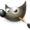 GIMP