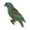 Little Parrot