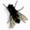 Fly on Desktop