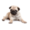 Perro limpiador de pantalla